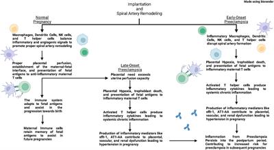 Frontiers | Setting A Stage: Inflammation During Preeclampsia And ...